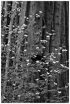 Dogwood flowers and trunk of sequoia tree, Tuolumne Grove. Yosemite National Park, California, USA. (black and white)