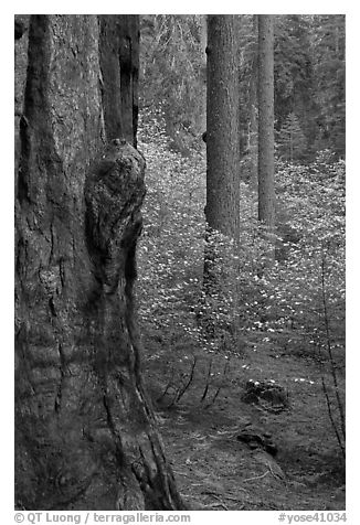 Forest with sequoia, pine trees, and dogwoods, Tuolumne Grove. Yosemite National Park (black and white)