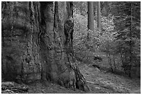 Base of giant sequoia, pines, and dogwoods, Tuolumne Grove. Yosemite National Park, California, USA. (black and white)