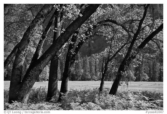 Ferns, Oak Trees, Ahwanhee Meadow. Yosemite National Park (black and white)