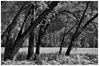 Ferns, Oak Trees, Ahwanhee Meadow. Yosemite National Park, California, USA. (black and white)
