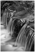 Fern Spring in the Spring. Yosemite National Park, California, USA. (black and white)