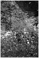 Half-Dome reflected through fallen leaves, Mirror Lake. Yosemite National Park ( black and white)