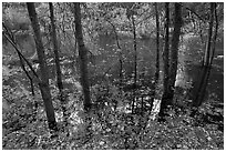 Trees and reflections,  Mirror Lake. Yosemite National Park (black and white)
