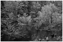 Flooded trees in Mirror Lake. Yosemite National Park (black and white)