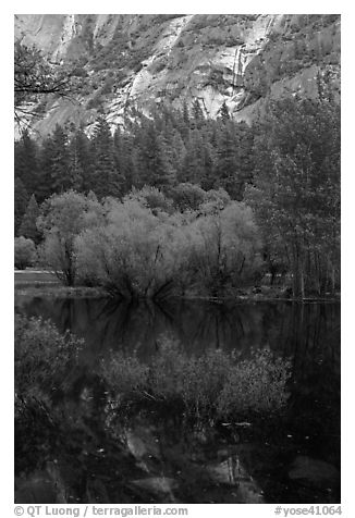 Refections and green trees, Mirror Lake. Yosemite National Park (black and white)