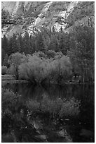 Refections and green trees, Mirror Lake. Yosemite National Park (black and white)