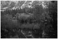 Willows, cliffs, and reflexions, Mirror Lake. Yosemite National Park (black and white)