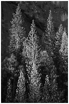 Pines with yellowed leaves and cliff. Yosemite National Park ( black and white)