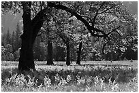 Ferns and oak trees in spring, El Capitan Meadow. Yosemite National Park, California, USA. (black and white)