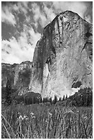 Wild irises and El Capitan. Yosemite National Park, California, USA. (black and white)