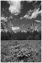 Meadow, Washington Column, and Half-Dome. Yosemite National Park ( black and white)