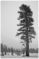 Tall solitatary pine tree in snow storm. Yosemite National Park, California, USA. (black and white)