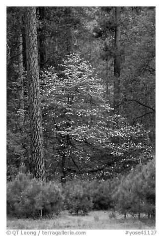 Forest with dogwood tree in bloom. Yosemite National Park (black and white)