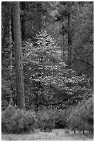 Forest with dogwood tree in bloom. Yosemite National Park, California, USA. (black and white)