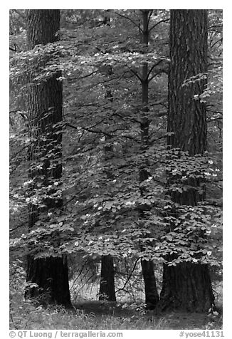 Dogwood tree in bloom between two dark pine trees. Yosemite National Park (black and white)
