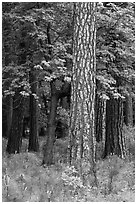 Ponderosa Pine and forest. Yosemite National Park, California, USA. (black and white)