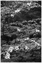 Dogwood tree branches with flowers. Yosemite National Park, California, USA. (black and white)