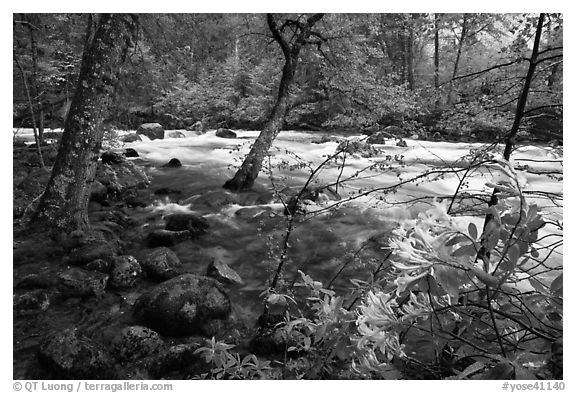 Azelea and Merced River, Happy Isles. Yosemite National Park (black and white)