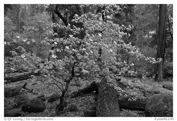 Dogwood tree and mossy boulders in spring, Happy Isles. Yosemite National Park (black and white)