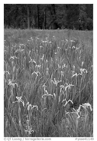 Wild Iris, El Capitan Meadow. Yosemite National Park (black and white)