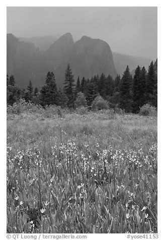 Wildflowers in Cook Meadow and Cathedral Rocks in storm. Yosemite National Park, California, USA.