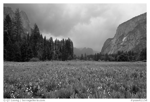 Wildflowers in Cook Meadow in stormy weather. Yosemite National Park (black and white)