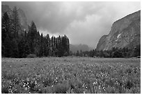Wildflowers in Cook Meadow in stormy weather. Yosemite National Park, California, USA. (black and white)