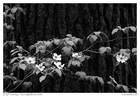 Dogwood branch with flowers against trunk. Yosemite National Park (black and white)