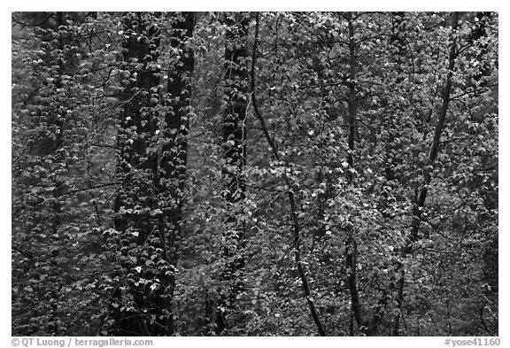 Curtain of recent Dogwood leaves and flowers in forest. Yosemite National Park (black and white)