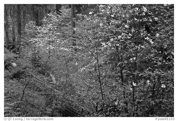 Forest in spring with fallen trees, and flowering dogwoods. Yosemite National Park (black and white)