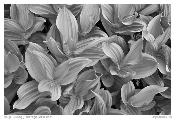Corn lilly (Veratrum californicum). Yosemite National Park (black and white)