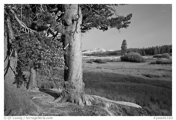 Pine trees and Tuolumne Meadows, early morning. Yosemite National Park (black and white)