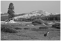 Deer, meadows, and Pothole Dome, early morning. Yosemite National Park, California, USA. (black and white)