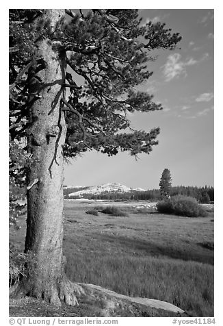 Pine tree in meadow, Tuolumne Meadows. Yosemite National Park (black and white)