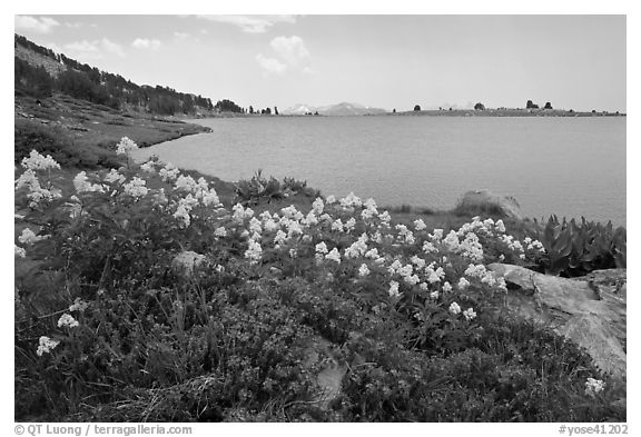 Wildflowers and lower Gaylor Lake. Yosemite National Park (black and white)