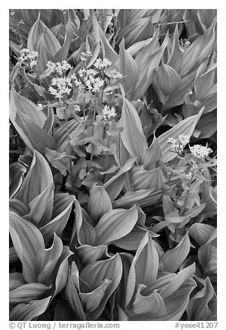 Corn lillies with yellow flowers. Yosemite National Park (black and white)