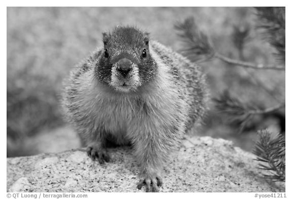 Front view of marmot. Yosemite National Park (black and white)
