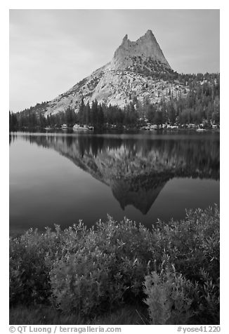 Lupine, Cathedral Peak, and reflection. Yosemite National Park (black and white)
