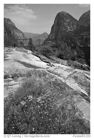 Summer wildflowers, Kolana Rock, and Hetch Hetchy reservoir. Yosemite National Park (black and white)