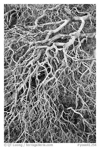 Mazanatina branches. Yosemite National Park (black and white)