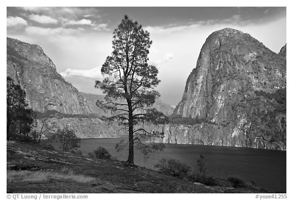 Tree, Kolana Rock and Hetch Hetchy reservoir. Yosemite National Park (black and white)