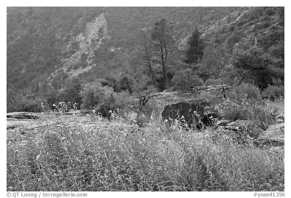 Flowers and trees, Hetch Hetchy. Yosemite National Park (black and white)
