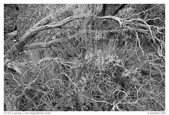 Dead branches, shrubs, and rocks, Hetch Hetchy. Yosemite National Park (black and white)
