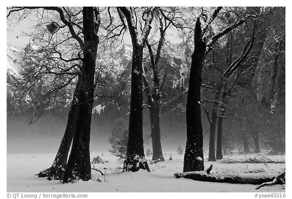 Group of oaks in El Capitan Meadow with winter fog. Yosemite National Park (black and white)