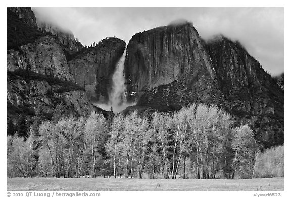 Bright trees in spring and dark Yosemite Falls. Yosemite National Park (black and white)