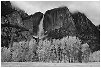 Bright trees in spring and dark Yosemite Falls. Yosemite National Park, California, USA. (black and white)