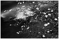 Dogwood blooms and flowing water. Yosemite National Park, California, USA. (black and white)