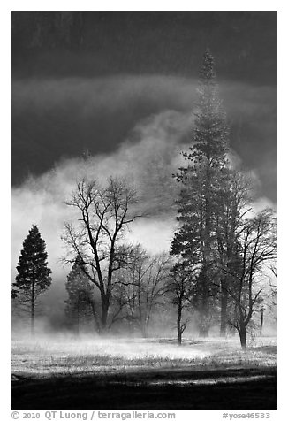 Morning fog and trees. Yosemite National Park (black and white)