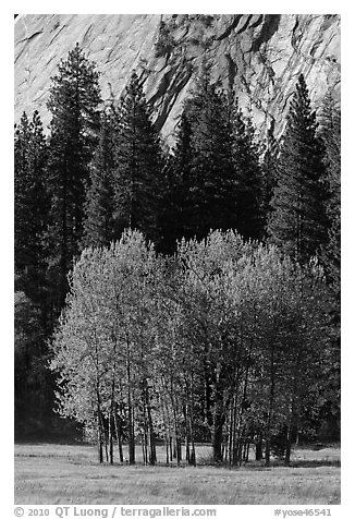 Aspens in Ahwanhee Meadows in spring. Yosemite National Park (black and white)